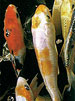 Fish and Plant stocking