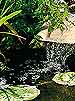 What is the secret to a clear and healthy pond