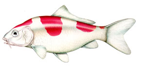 Koi Carp