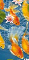 Goldfish Illustration