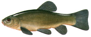 Tench