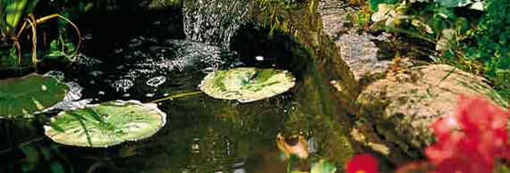 Pond with running water and plants