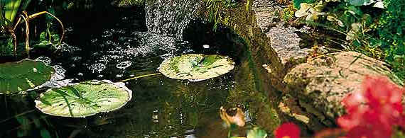 Garden pond with waterfall feature
